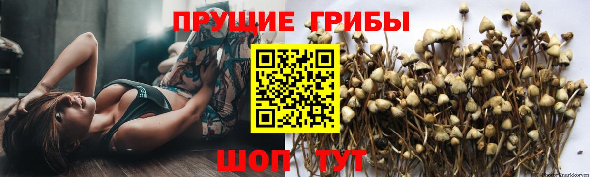 Галлюциногенные грибы Psilocybe  Вход с VPN  Галлюциногенные грибы прущие грибы  Белебей 